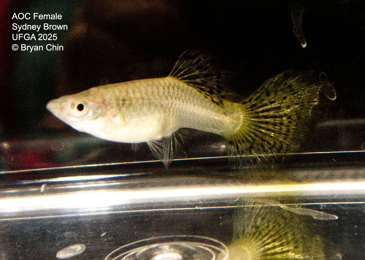 Guppy Female  Variegated